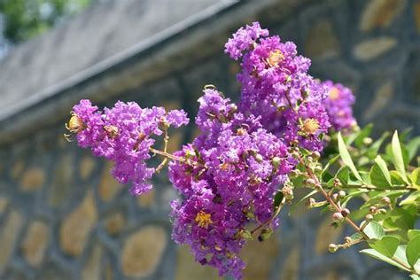 紫薇 種植